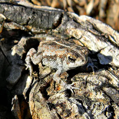 Well Camouflaged Oak Toad (5495016324)