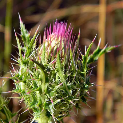 Purple Thistle Bud (5485031623)