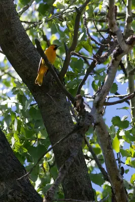 Bullock's oriole, (5812333931)