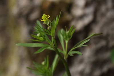 Ranunculus allegheniensis PA