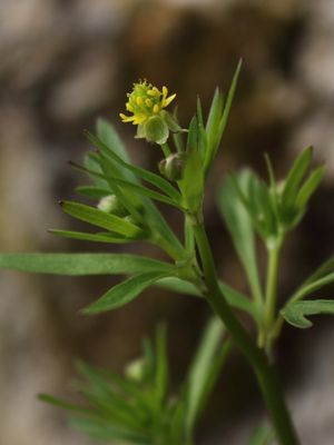 Ranunculus allegheniensis PA (cropped)
