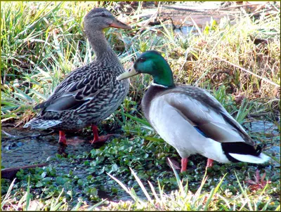 Duck Couple, Yucaipa Reg Park 3-10-13a (8552667248)