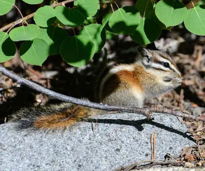 Tamias sp, probably T. speciosus (Lodgepole Chipmunk) (14688842511)