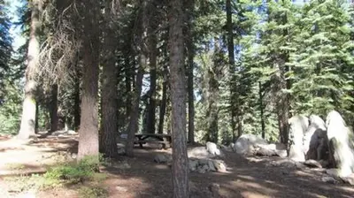 Quaking Aspen