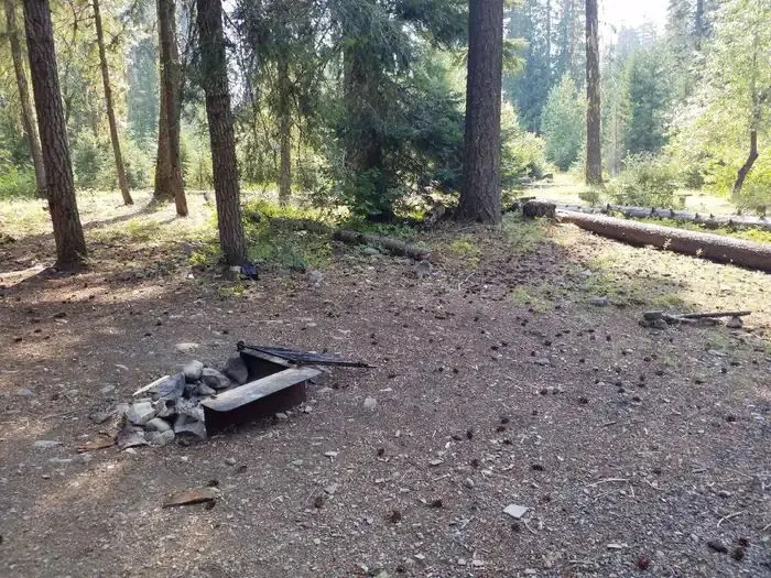 Campfire ring on flat ground covered with fir needles trees and a sunlit meadow in background.