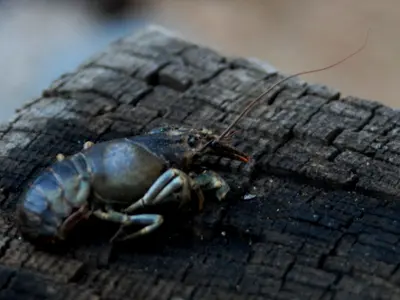 Oak Creek Arizona Fauna - Crayfish - panoramio