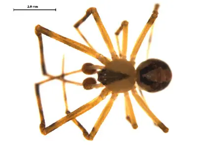 Canalidion montanum m1