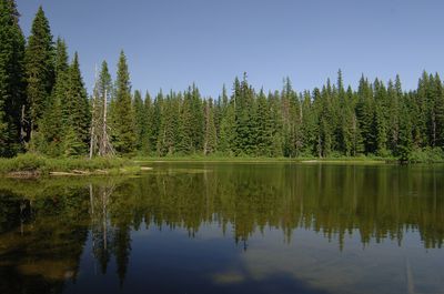 Forlorn Lake & Forest-Gifford Pinchot (23825991092)