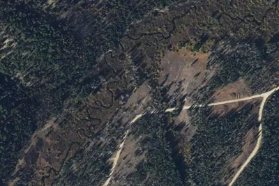 Cut Down Trees