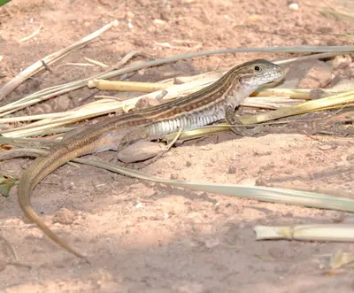 Aspidoscelis gularis 315551221