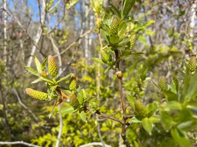 Salix lucida, MacGregor Point Provincial Park, Port Elgin, Ontario 2