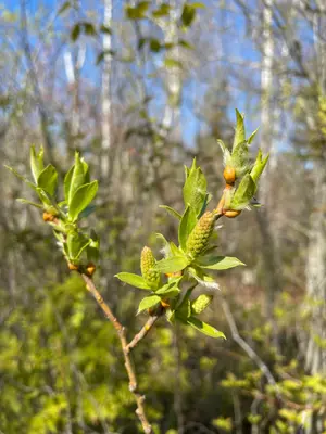 Salix lucida, MacGregor Point Provincial Park, Port Elgin, Ontario 1