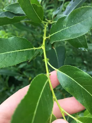 Salix lucida, MacGregor Point Provincial Park, Port Elgin, Ontario 4