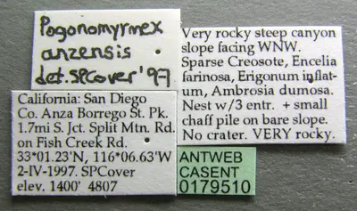 Pogonomyrmex anzensis casent0179510 label 1