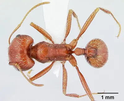 Pogonomyrmex anzensis casent0179510 dorsal 1