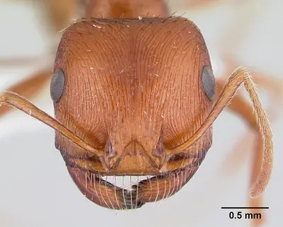 Pogonomyrmex anzensis casent0179511 head 1