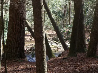 Head of the Chattahoochee - panoramio