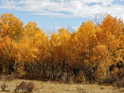 Mount Margaret Trail 10-3 (21386096704)