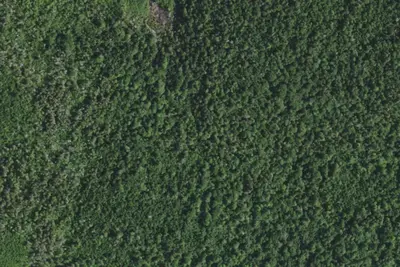 Camp site (NYSDEC)
