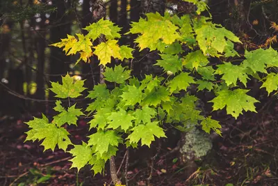 Acer saccharum at the Ottawa National forest, Michigan (31823841241)