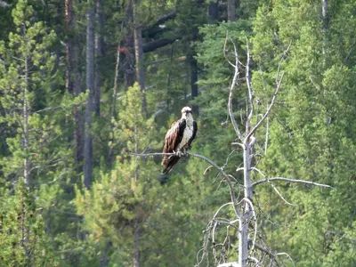 Osprey perched near Salmon River (15229384645)