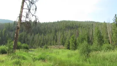 Salmon River, Sawtooth National Forest (15229234782)