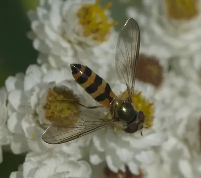 Meliscaeva cinctella P1290180b