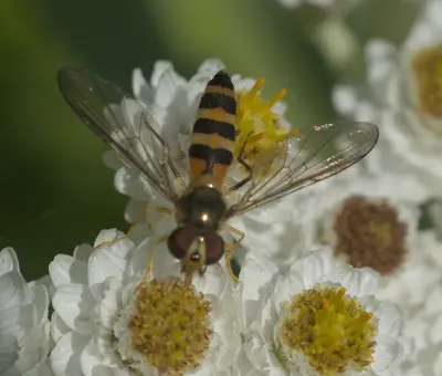 Meliscaeva cinctella P1290179b