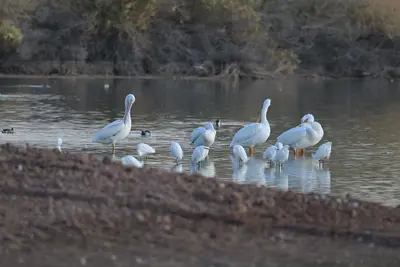 Riparian Preserve at Water Ranch - 058