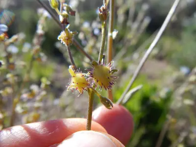 Hackelia micrantha - 28920616965