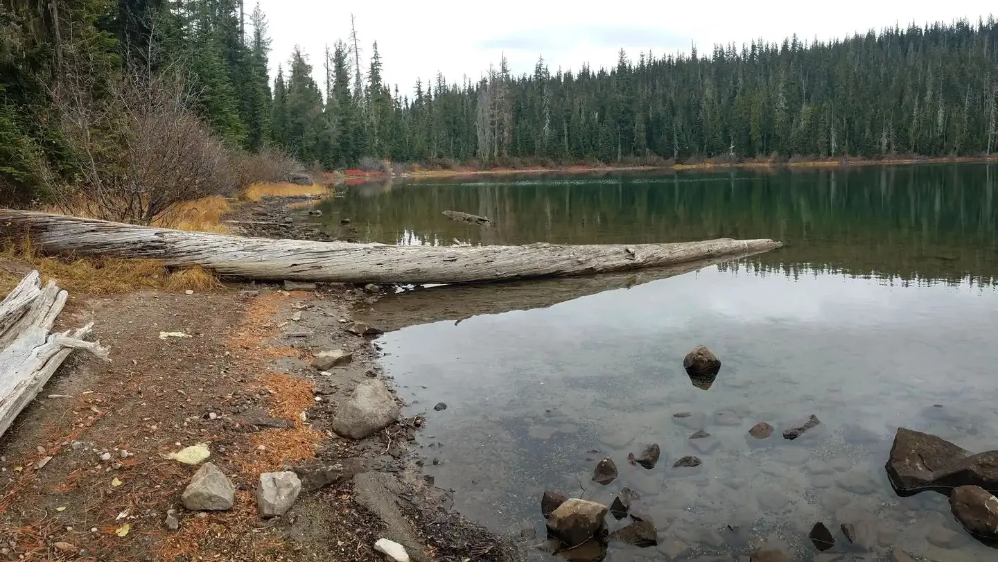Rock lake shore with logs and conifer trees in the background