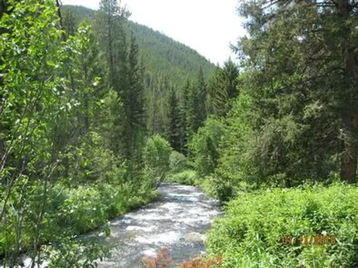 Swan Creek & pine trees