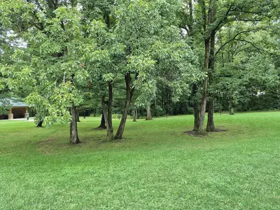 Stand of Shagbark Hickory (Carya ovata)