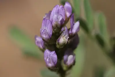 Astragalus gambelianus 373711916