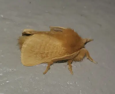 Megalopyge pyxidifera 121249554