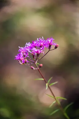 Vernonia angustifolia 47286511