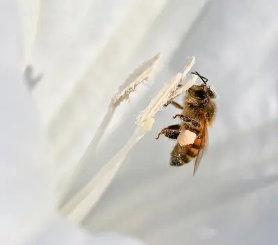 Apis mellifera (honeybee) on Datura II (3916425357)