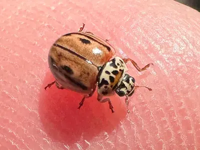 Mulsantina hudsonica 381288262