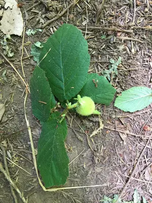 Corylus cornuta californica, Samuel P. Taylor State Park