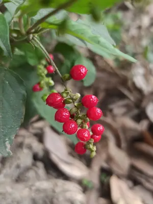 Fruits of Rivina humilis