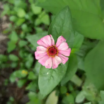 Zinnia elegans (Asteraceae)