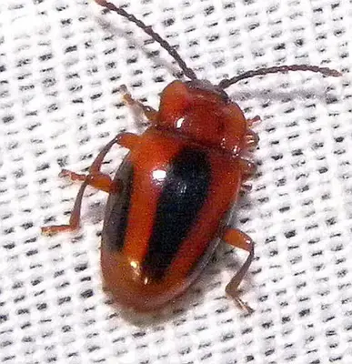 Aphorista vittata 257314994