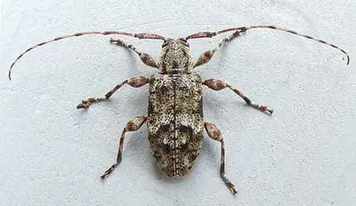 Astylopsis collaris 317453797
