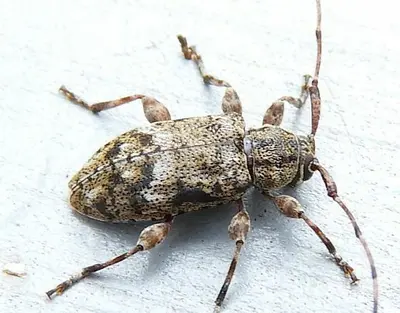 Astylopsis collaris 317453799