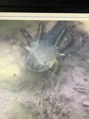 Ambystoma mavortium 47264440