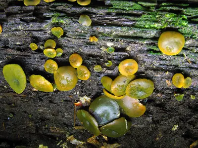 2011-08-24 Chlorosplenium versiforme 164463