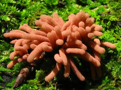 Arcyria oerstedii Rostaf 100929