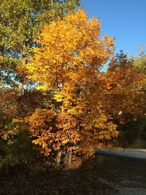 Fall Leaves - jj (23522078445)