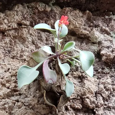 Penstemon rotundifolius - Alejandra Peña Estrada 01