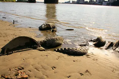 Tires on the beach (6078164163)